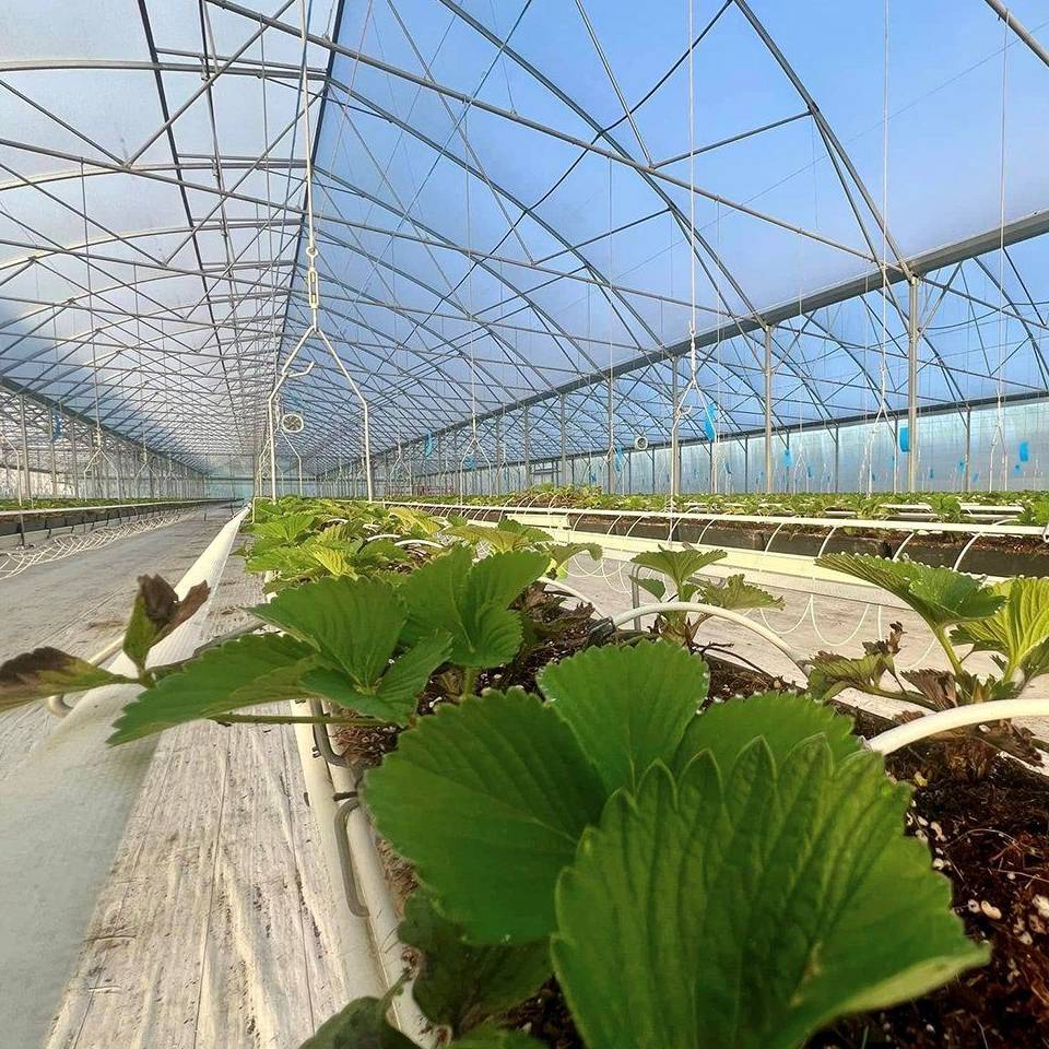 Large leafed crops growing on a bench inside a glass greenhouse