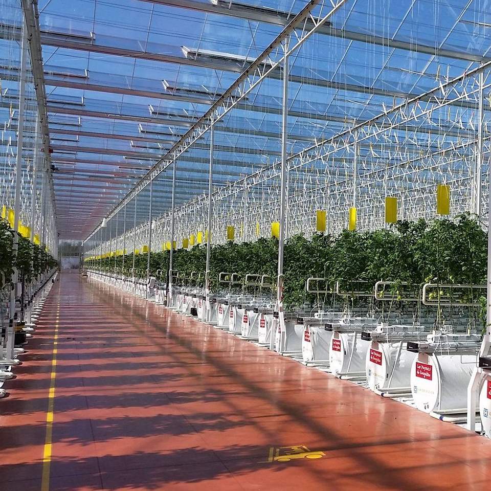 Central walkway between plant benches in a commercial glass greenhouse