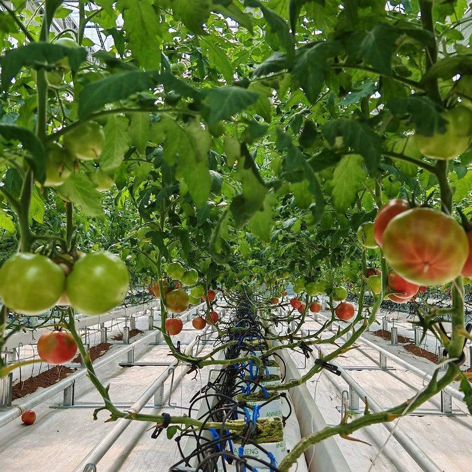 Tomato trusses ripening on plants trained under a glass roof