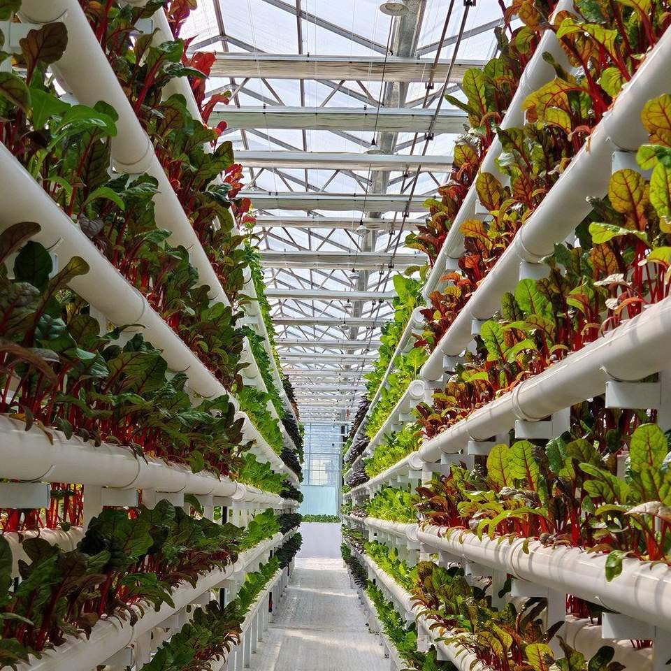 Vertical PVC growing towers with lettuce inside a commercial greenhouse