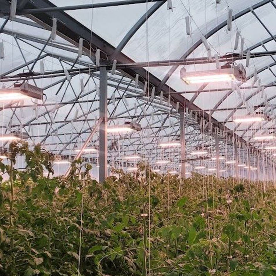 supplementary lighting over crop rows inside a large commercial greenhouse