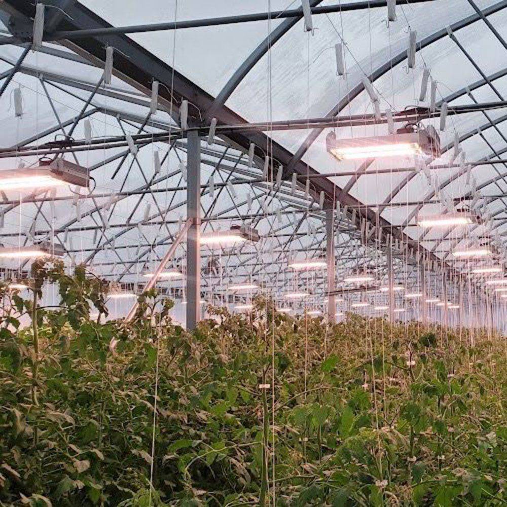 Commercial Vegetable Greenhouse Structure for Large Scale Farming