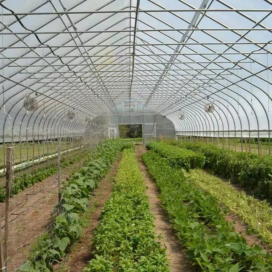 Raised beds and central aisle inside a film covered greenhouse