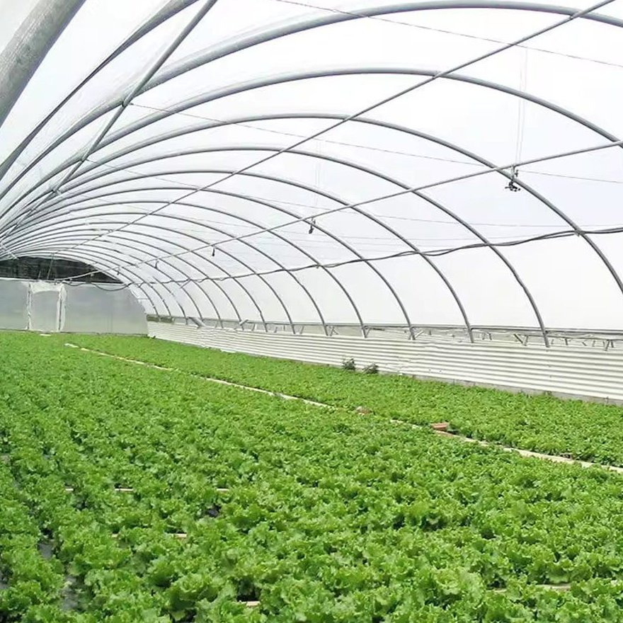 Vegetable crop rows under the arched roof of a film greenhouse