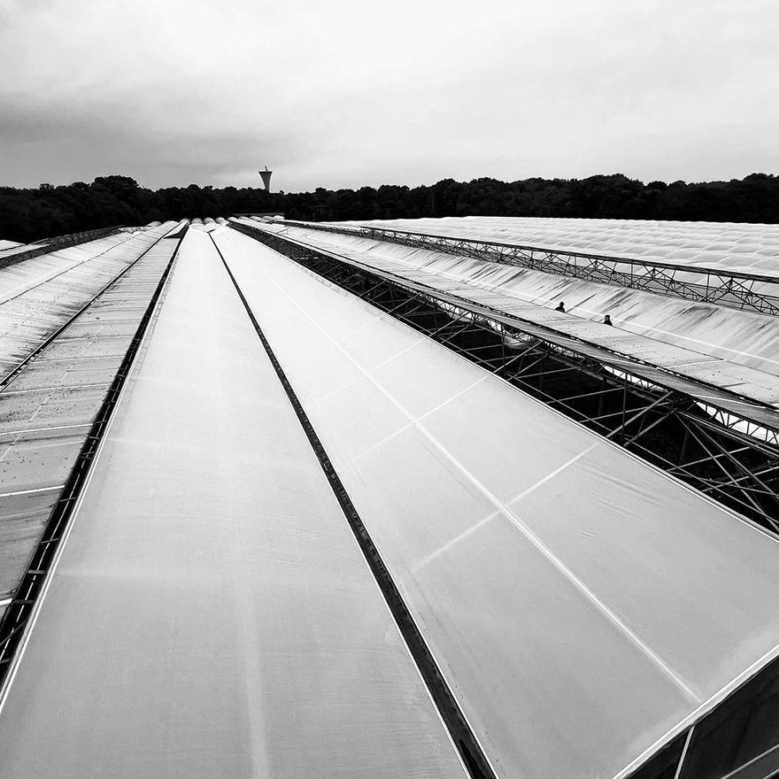 Long range of film covered greenhouses seen from above the roofline