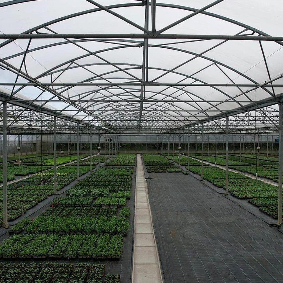 Arched roof trusses and purlins seen from inside the growing bay