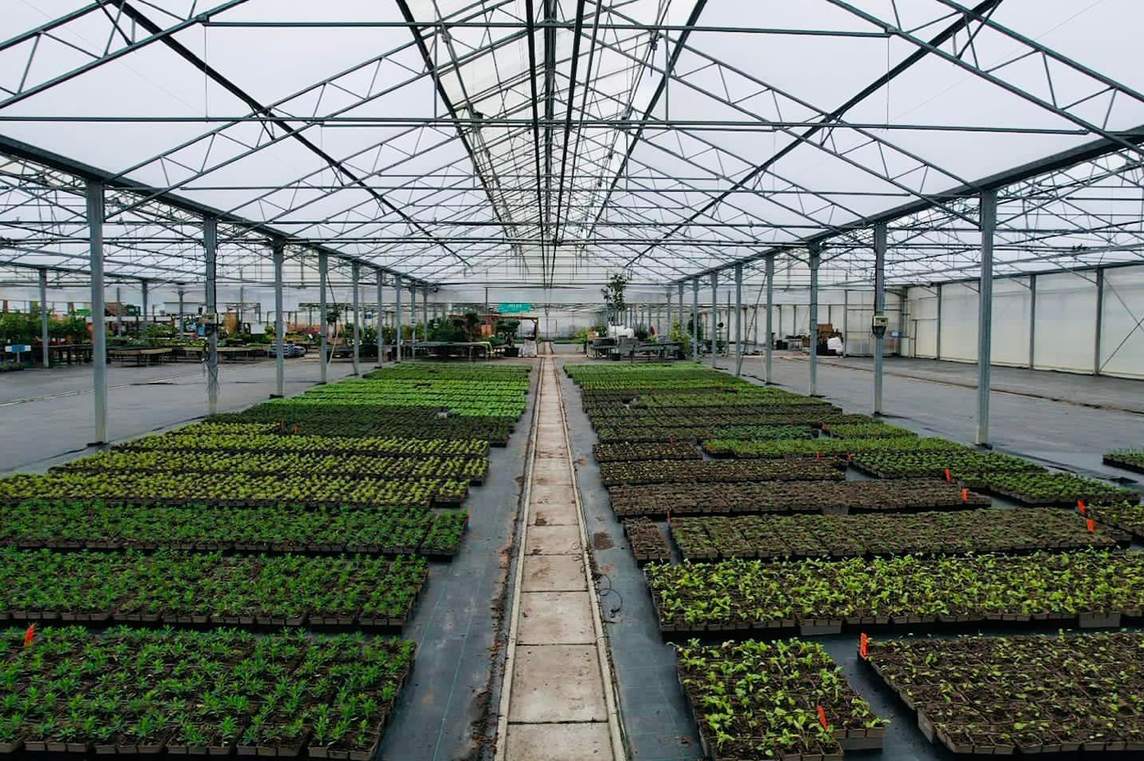Seedling benches and walkway inside a multi span film house