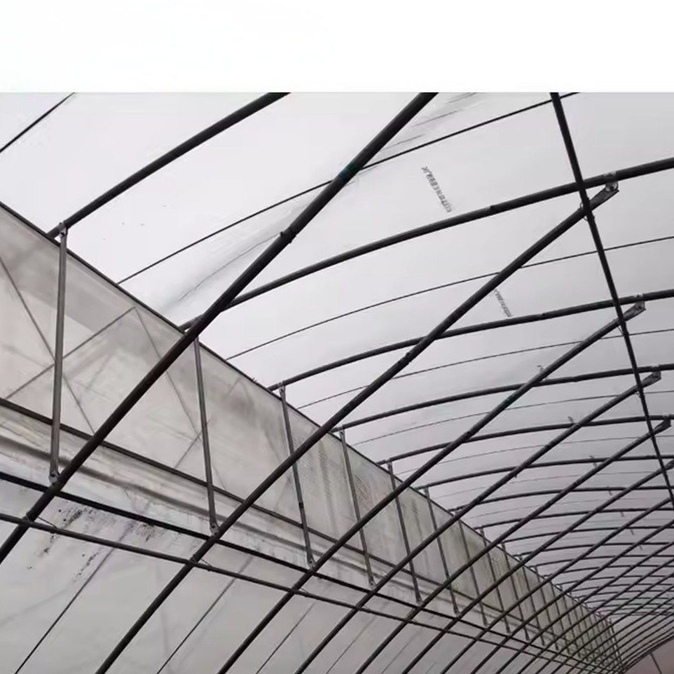 Steel arches and film covering seen from inside a multi span greenhouse