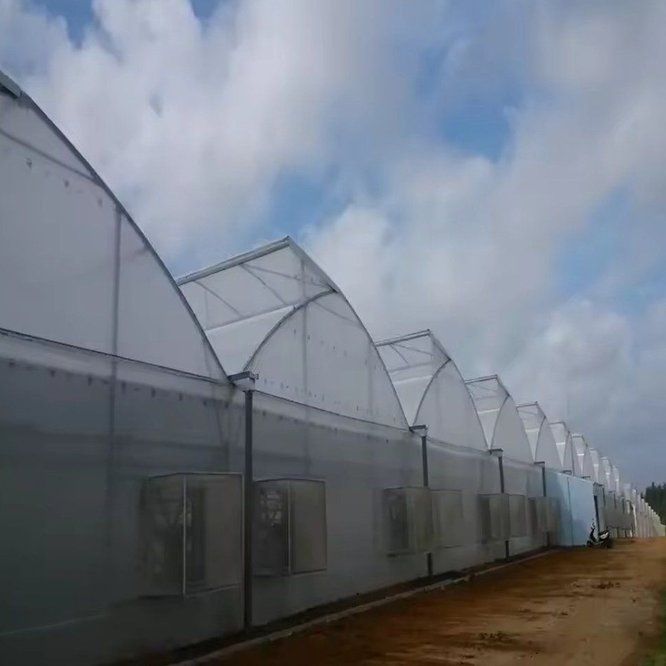 Multi span film greenhouses with side wall extraction fans under a cloudy sky