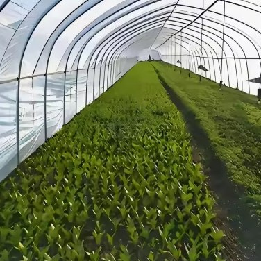 rows of leafy crops growing inside a film tunnel greenhouse
