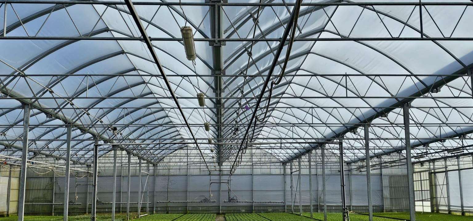 Seedling beds and a concrete path inside a large film greenhouse