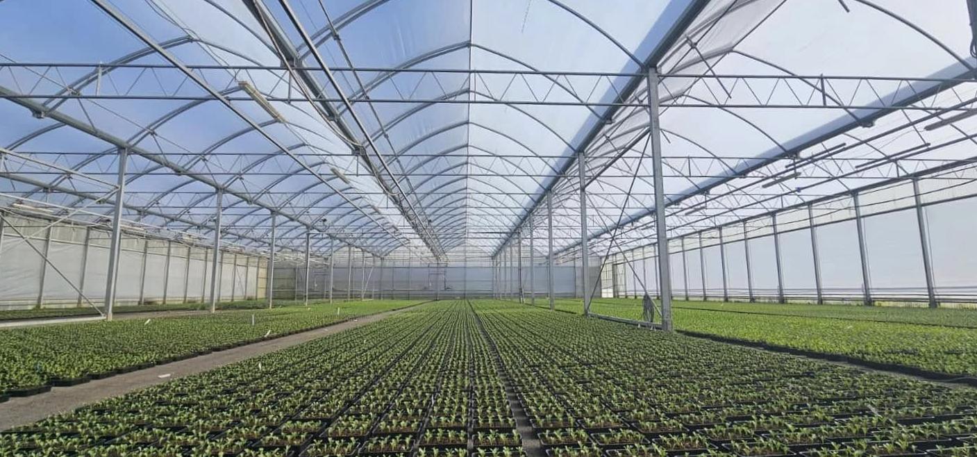 Young plants in rows inside a large film covered greenhouse