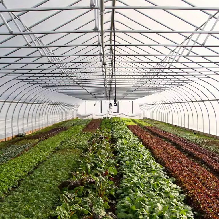 Rows of leafy vegetables growing on the ground inside a film tunnel greenhouse