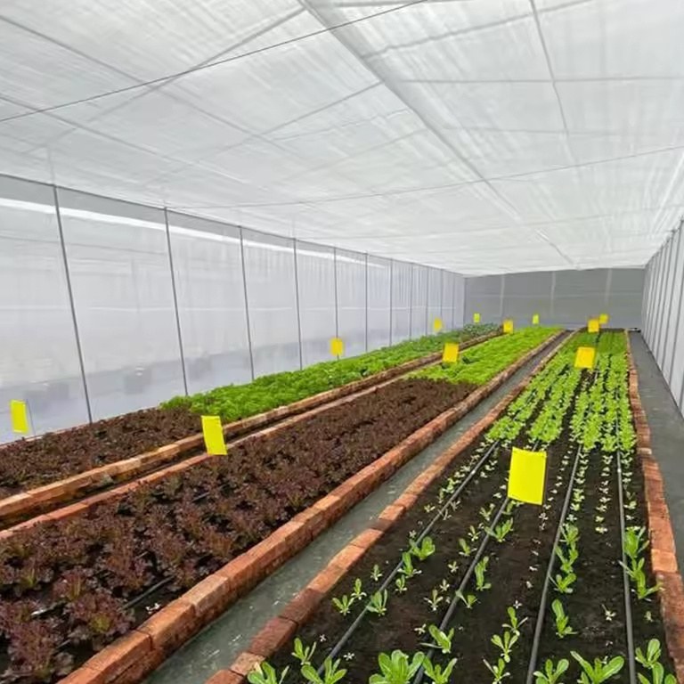 Seedling beds with yellow sticky traps inside a film tunnel greenhouse