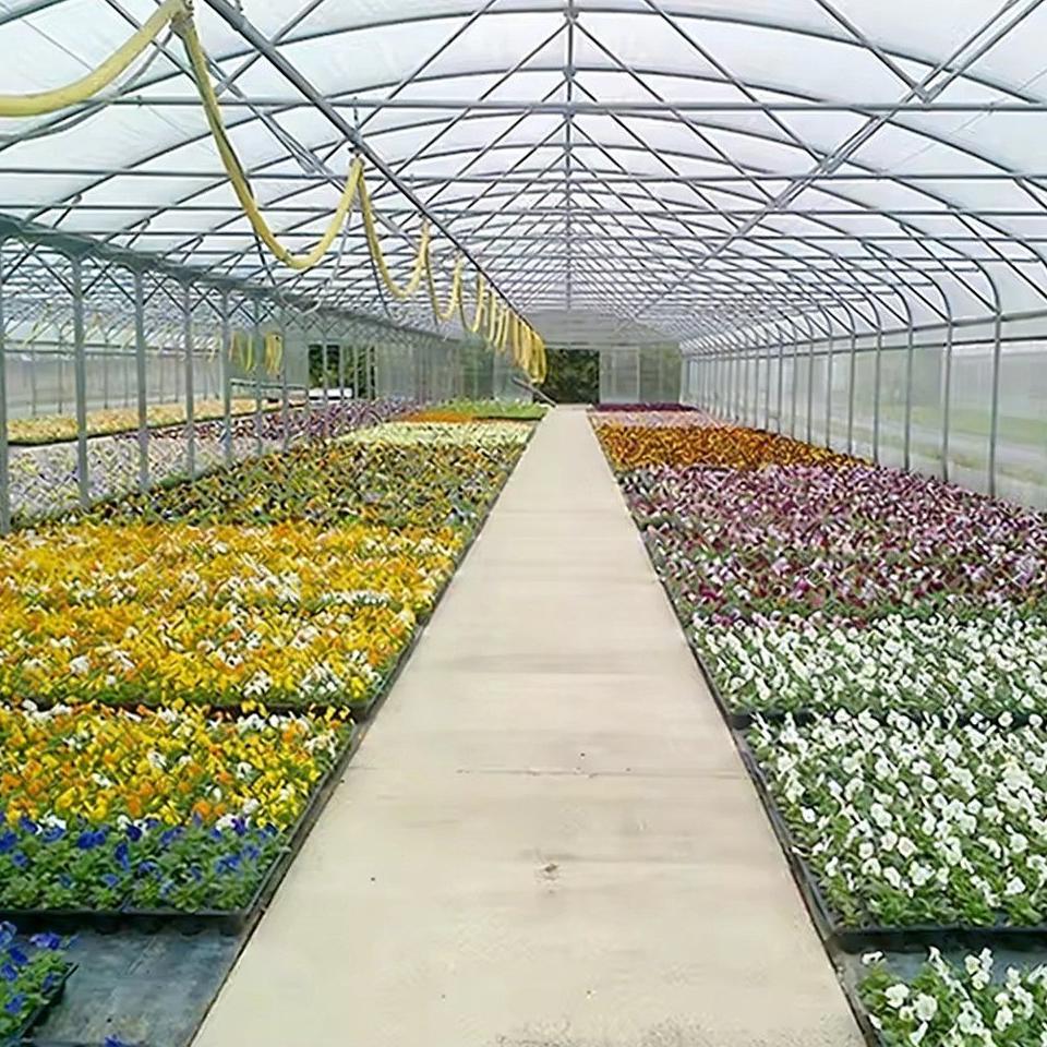 Flowering crop beds and concrete pathways inside a multi span film greenhouse