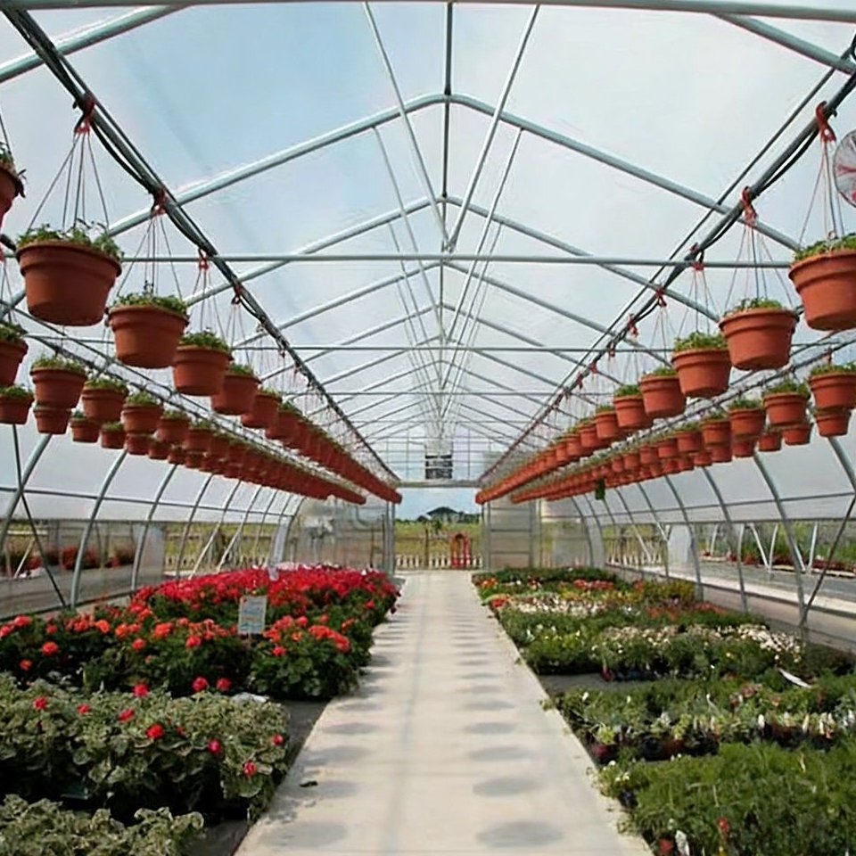 Hanging baskets and pot plants under a plastic film roof inside a multi span greenhouse
