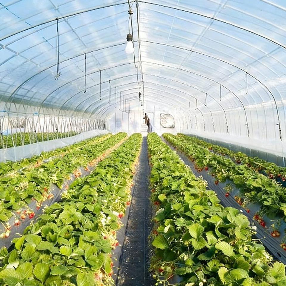 Leafy vegetable rows with a concrete path inside a multi span plastic greenhouse