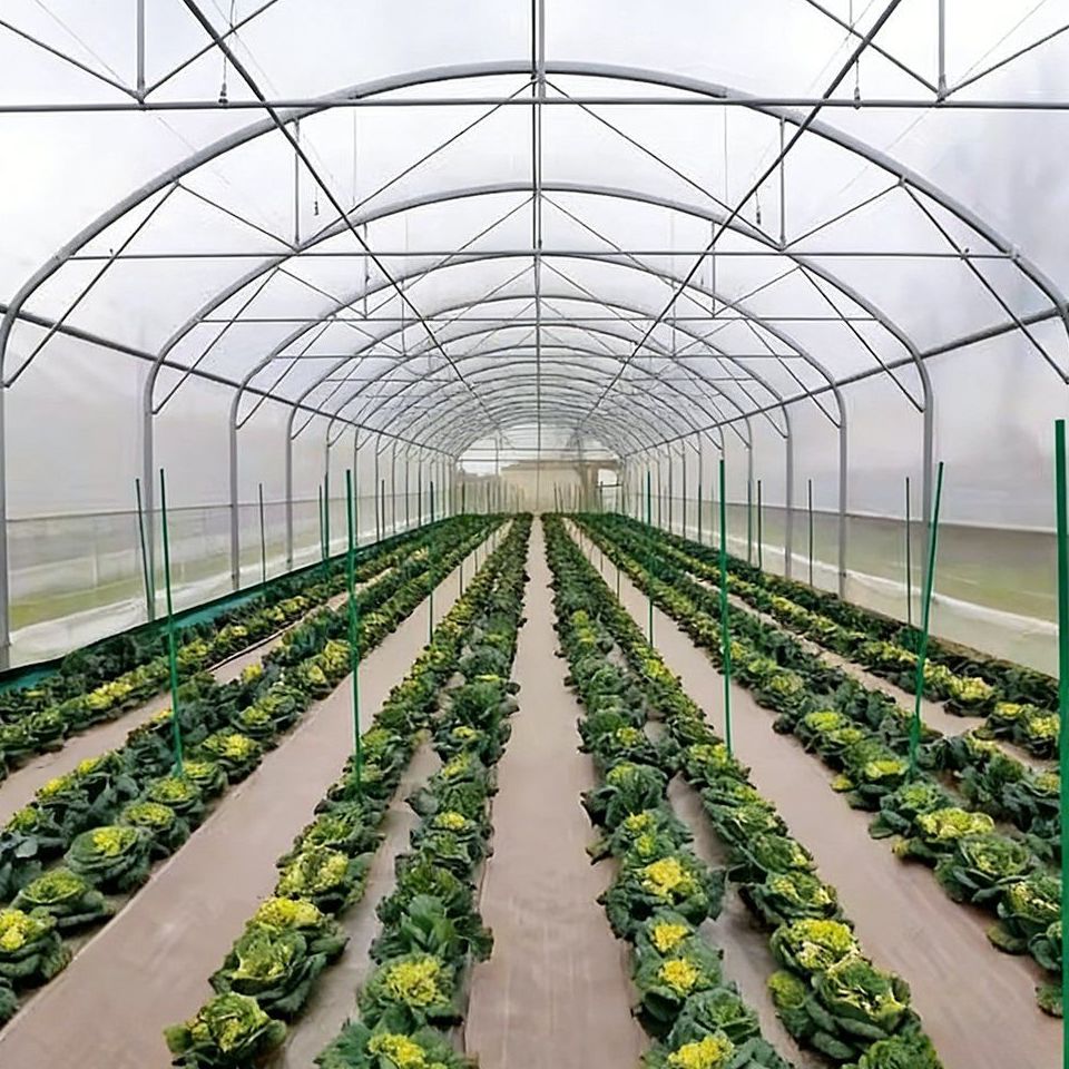 Rows of potted plants on the ground inside a multi span plastic greenhouse