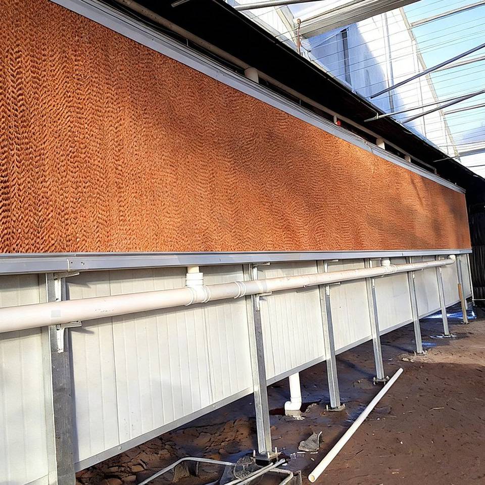 Cooling pad wall inside a plastic film tunnel greenhouse