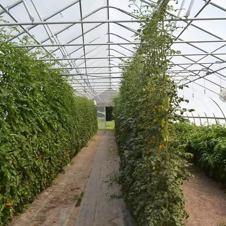 Trellised crops growing in rows inside a film tunnel greenhouse