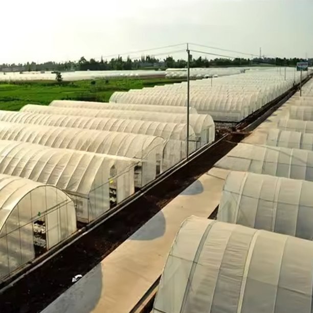 Field of commercial tunnel greenhouses with film covers and prepared ground between them