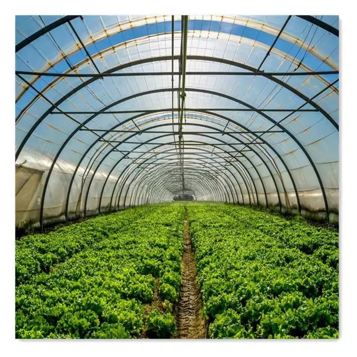 Crops growing in rows inside a commercial tunnel greenhouse with arched frame above