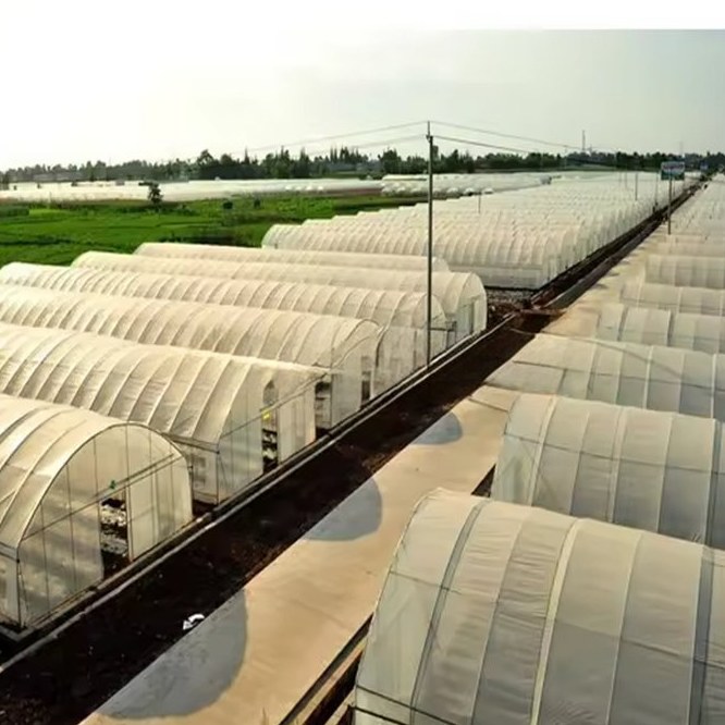 Commercial Tunnel Greenhouse with Galvanized Steel and Aluminium Frame