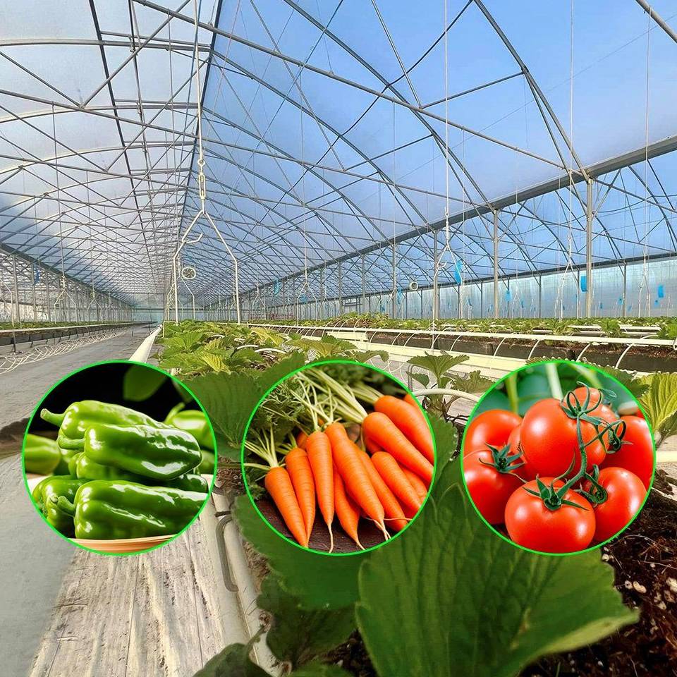 Vegetable crops in rows inside a solar powered film tunnel greenhouse