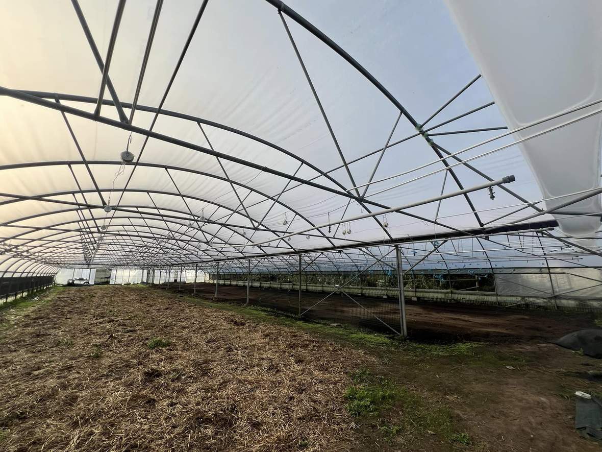 Galvanized frame and film cover inside a single span tunnel greenhouse