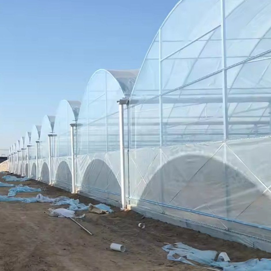 Ranges of film covered tunnel greenhouses on a winter growing site