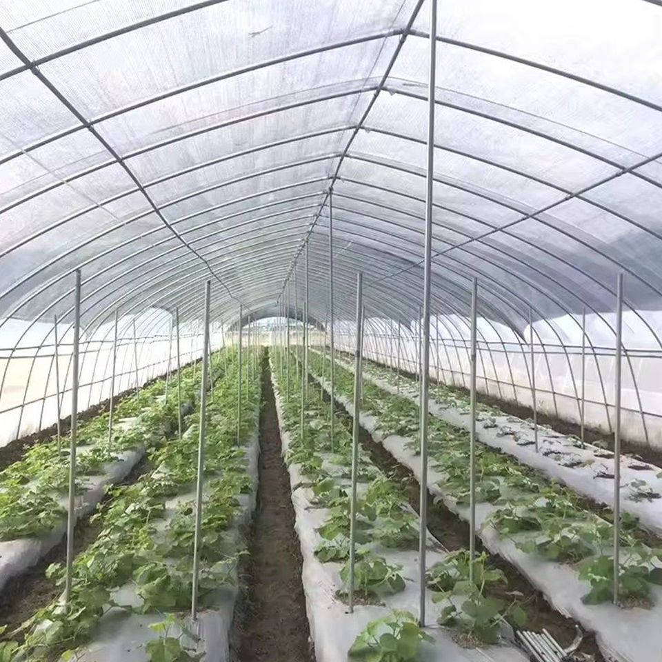 Rows of crops on mulched beds inside a heated plastic greenhouse