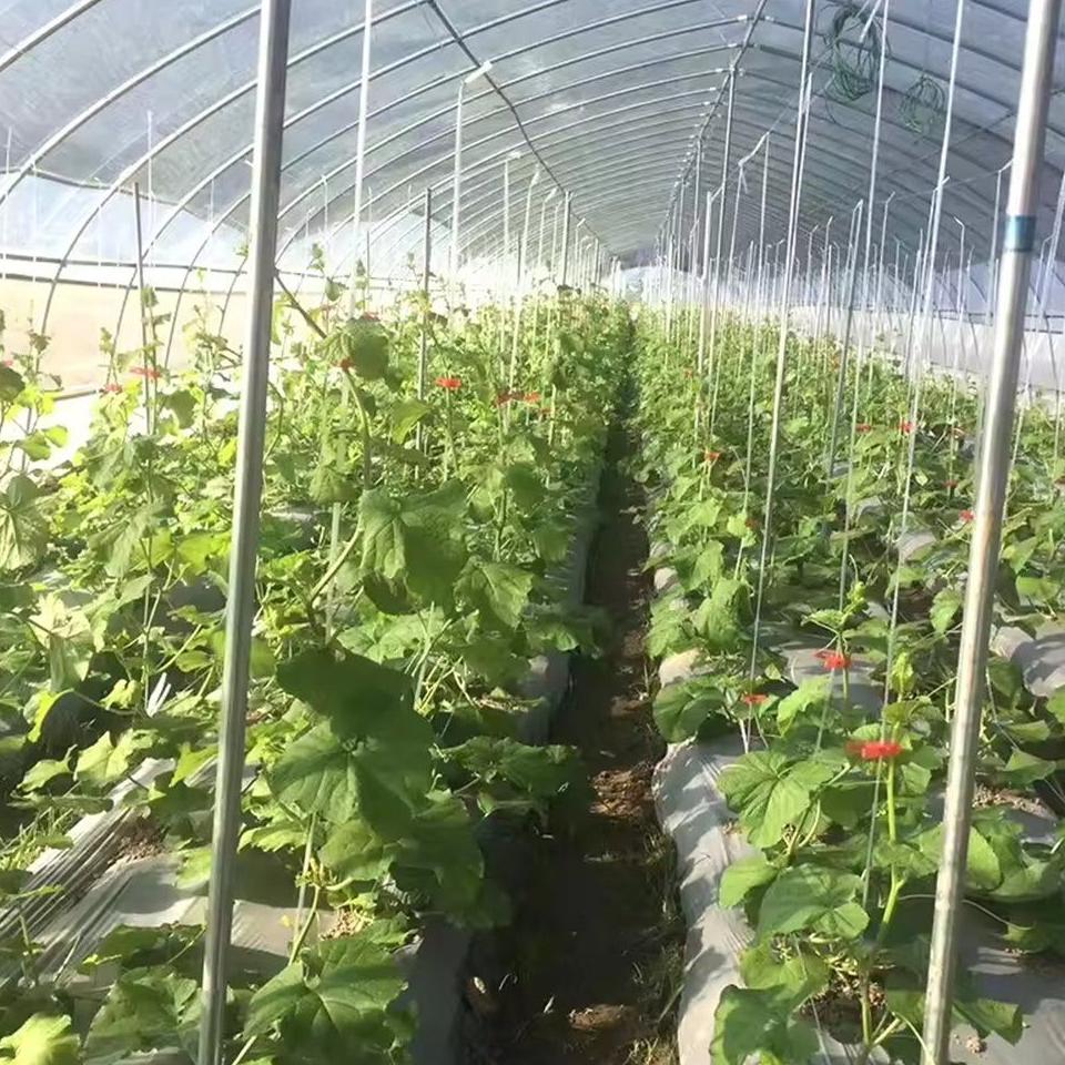 Tomato and pepper rows growing under film in a heated tunnel greenhouse