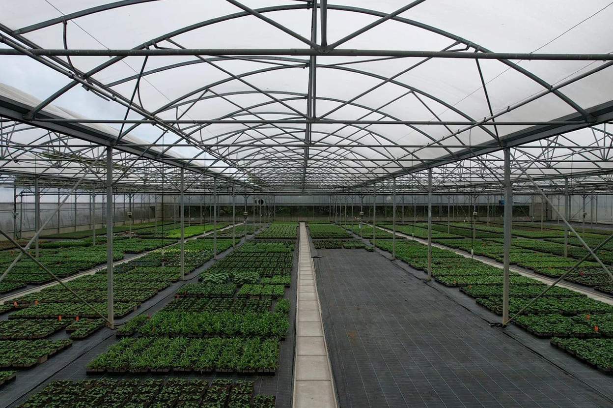 Galvanized steel frame and walkway between seedling beds inside a tunnel greenhouse