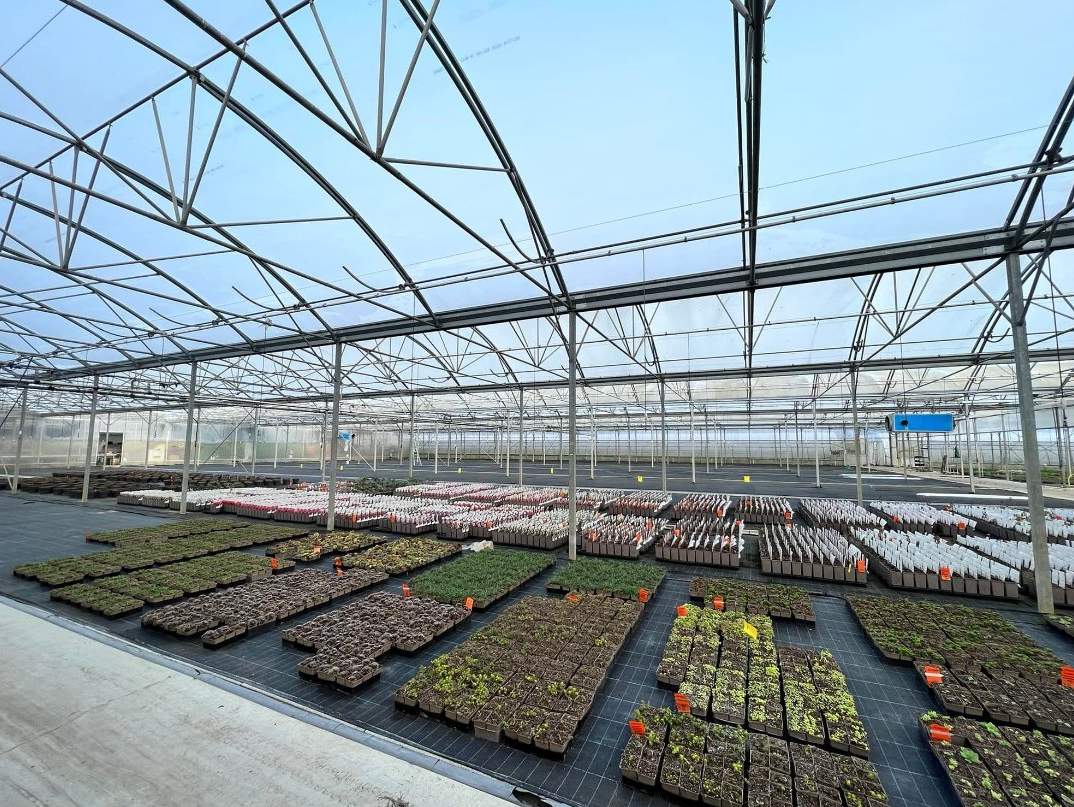 Seedling trays under a bright sky inside a film covered growing house