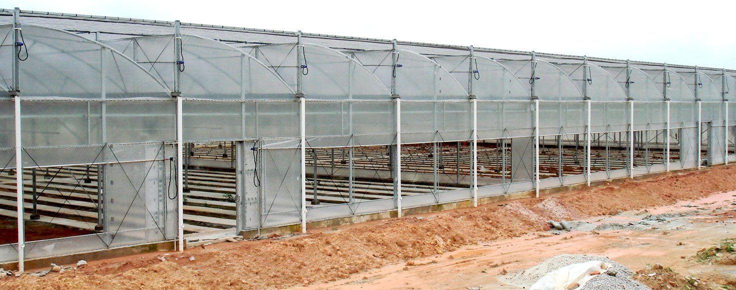 Long Venlo glass greenhouse range with ridge vents under construction