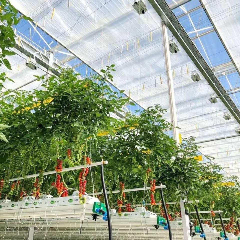 Tomato plants trained on strings under the glass roof of a Venlo house
