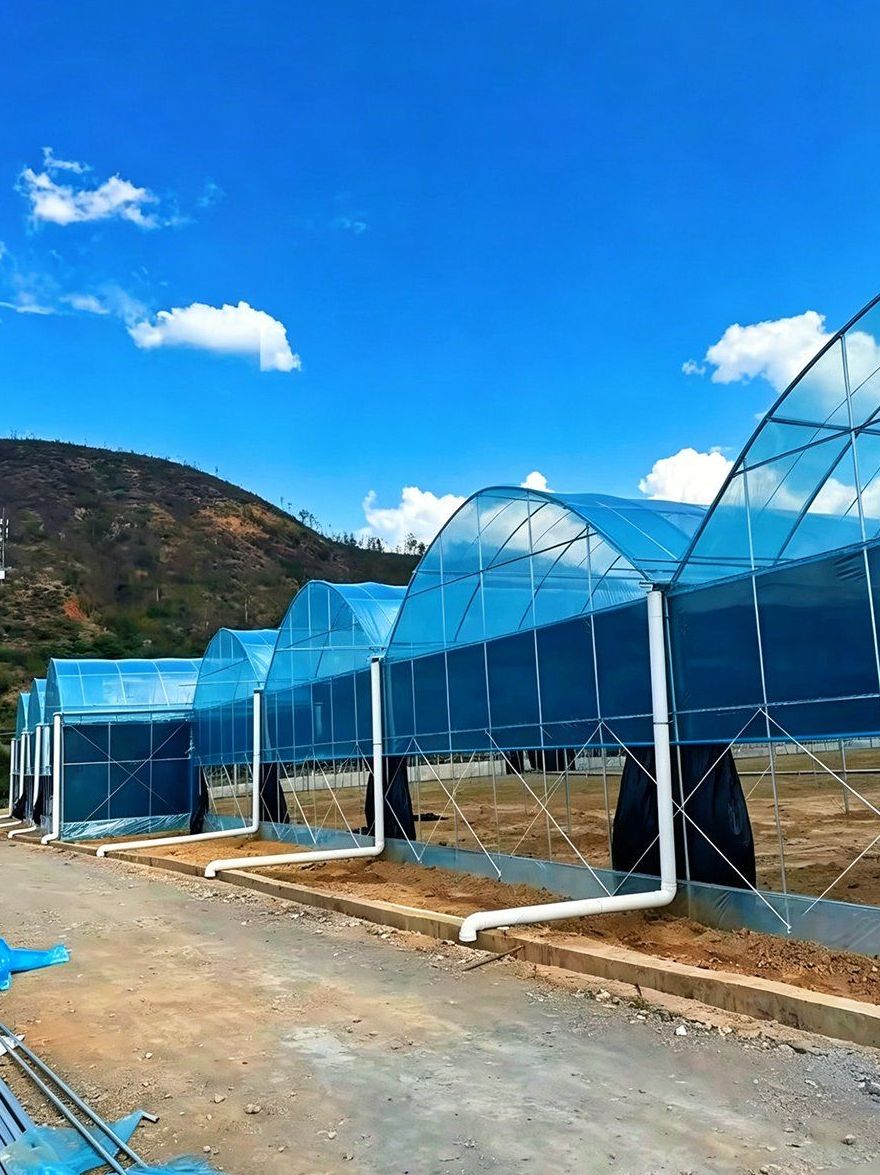 Steel frame and covering seen from inside a film greenhouse bay