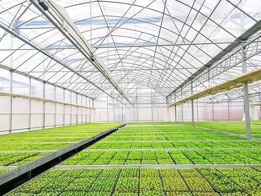 Vegetable beds under the irrigated roof of a film greenhouse