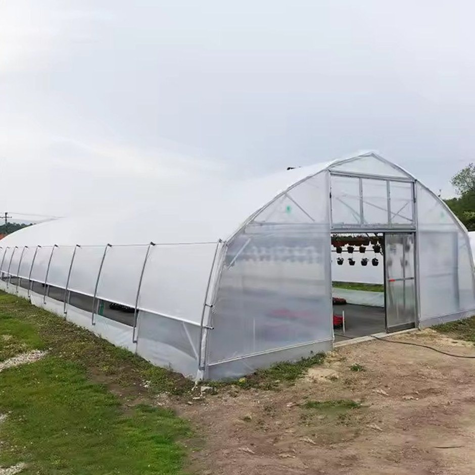 Single span polytunnel with white film cover on a grass verge