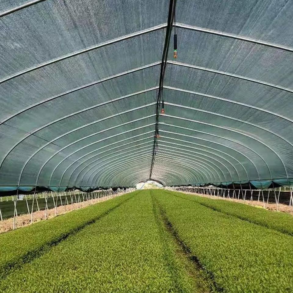 Crop rows under the arched roof of a wind resistant polytunnel
