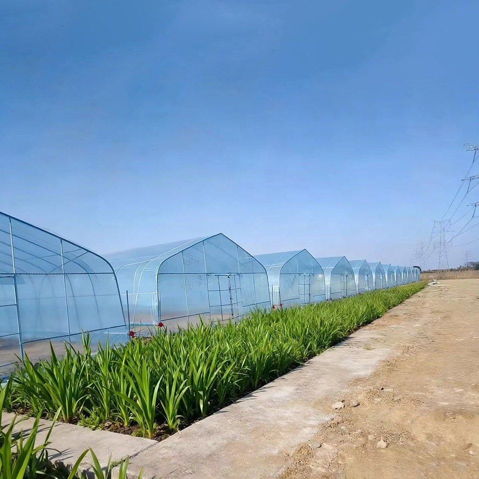 A row of polytunnels with crops growing alongside under a blue sky