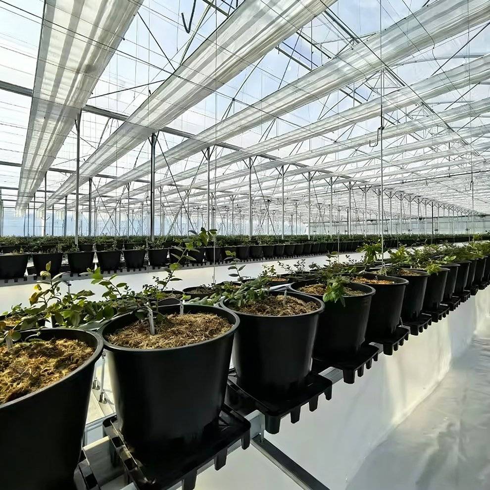 Close view of potted plants on a bench row inside the greenhouse with the film roof above