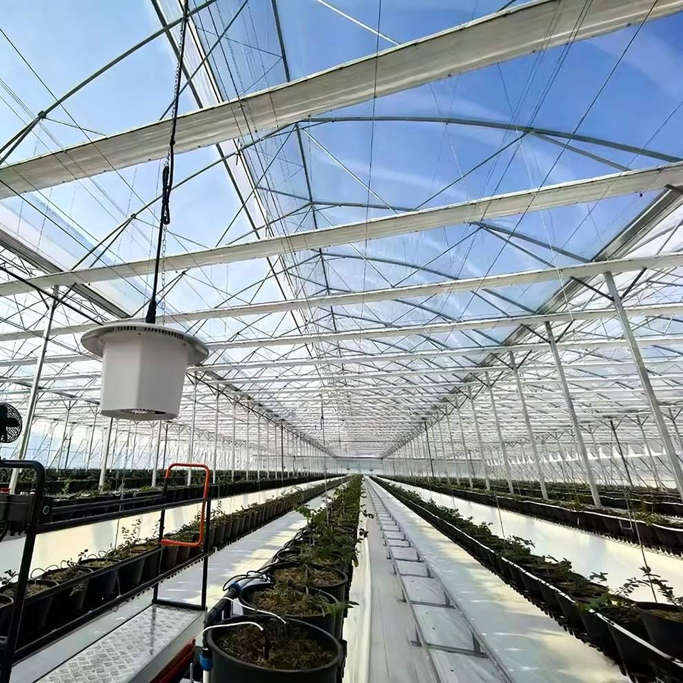 Inside a multi span film greenhouse, rows of potted seedlings on benches below the film roof
