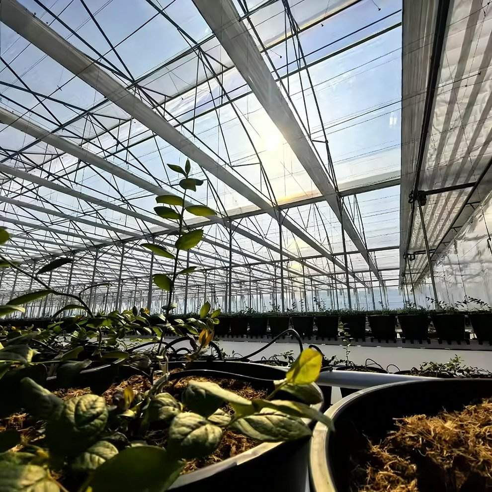 Tomato plants in pots on a bench with the roll up side wall behind them and daylight through the film
