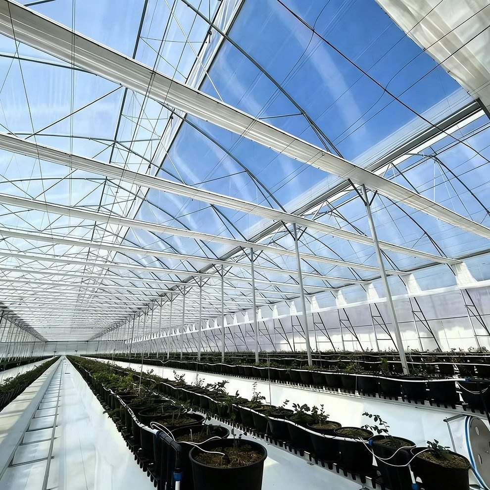 Commercial Multi Span Film Greenhouse with Roll up Sides for Tomato Farms