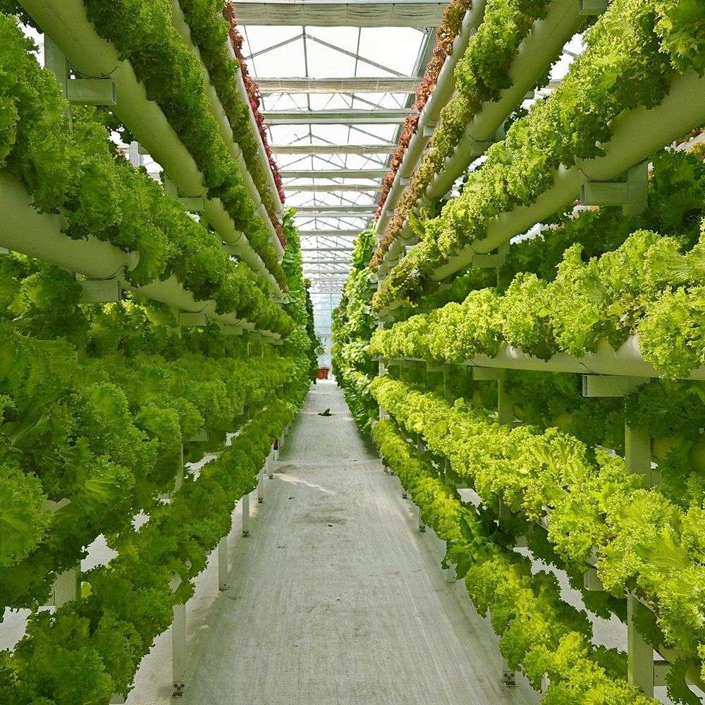 Lettuce growing on vertical racks inside a glass greenhouse
