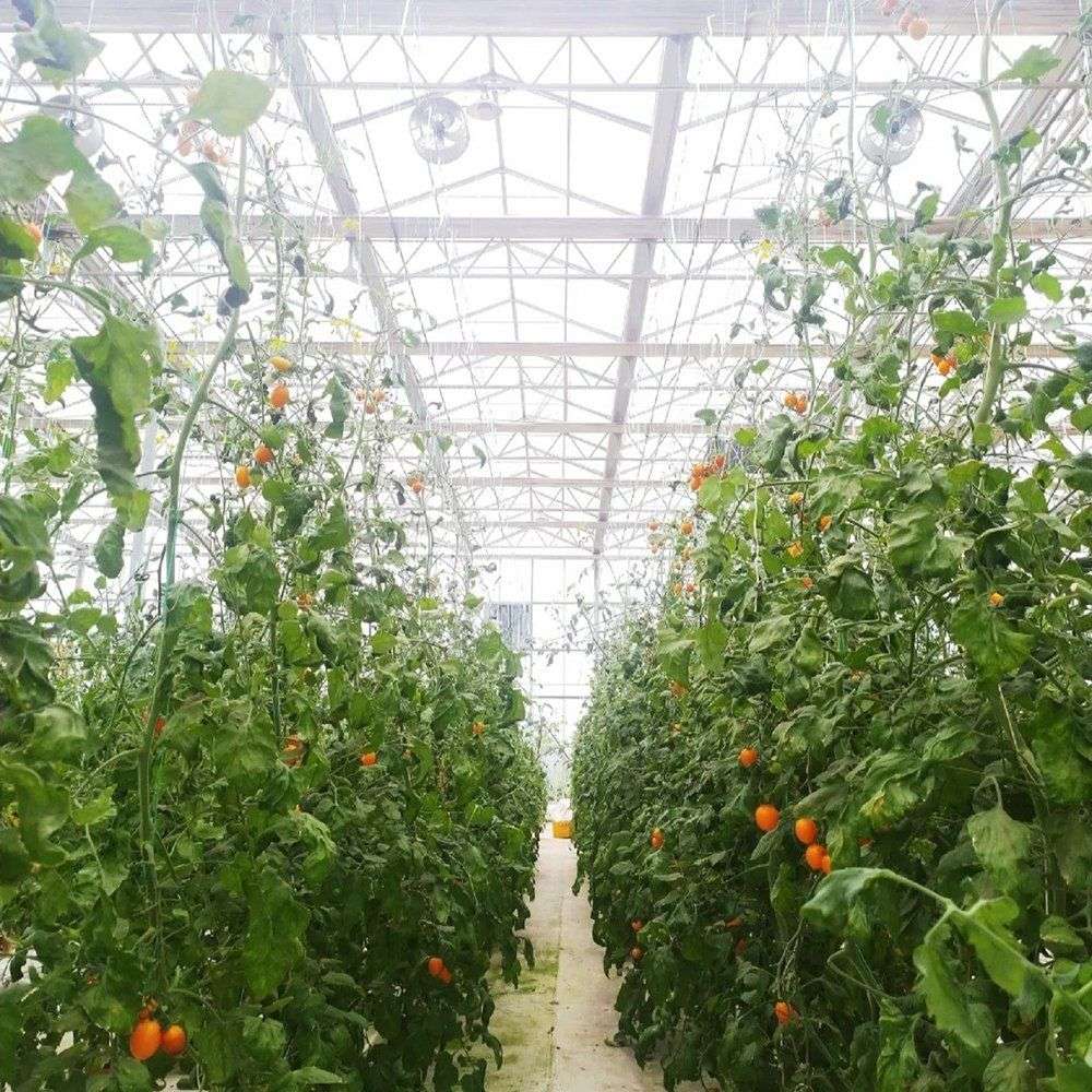 Tomato rows running down a glass greenhouse aisle
