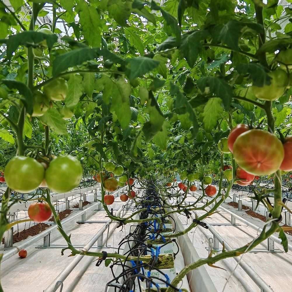Tomato vines carrying fruit inside a glass greenhouse