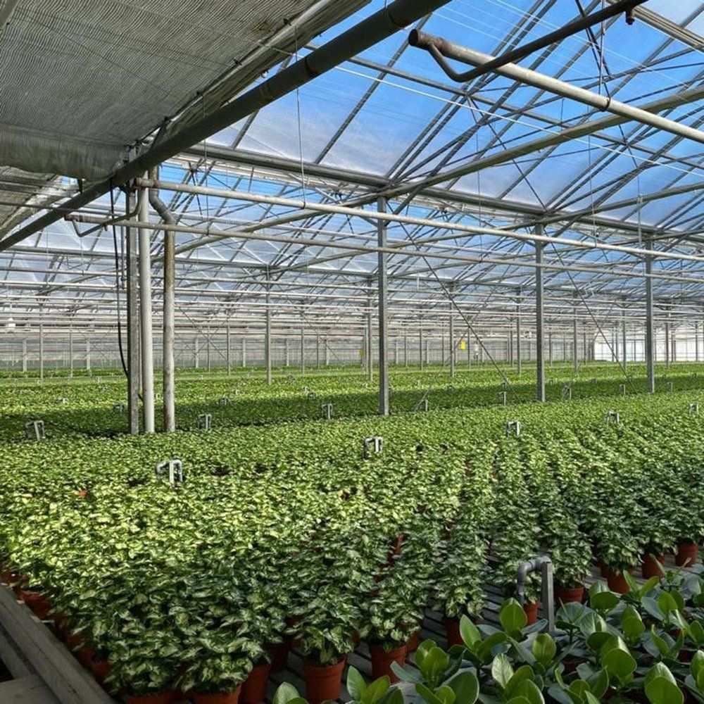 Seedlings on benches inside a glass greenhouse