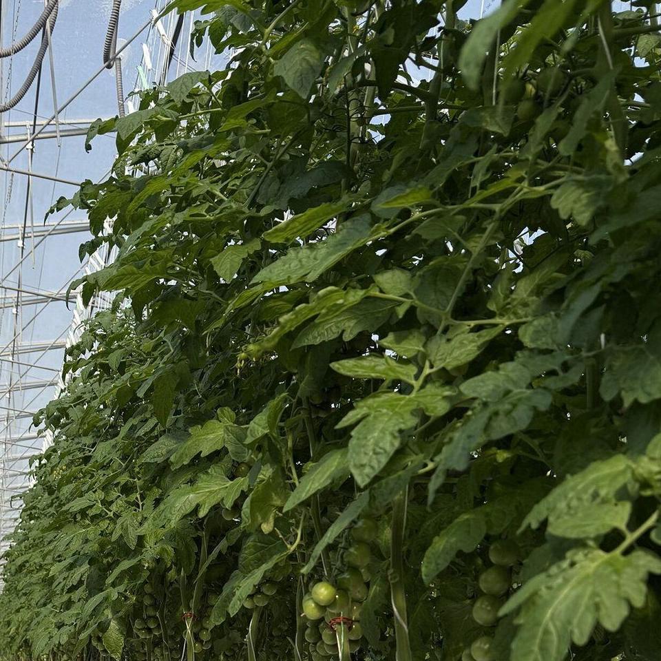 Tomato canopy under glass in a climate controlled greenhouse